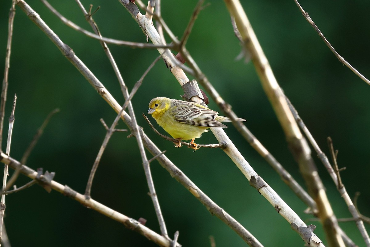 Grassland Yellow-Finch - ML645803640
