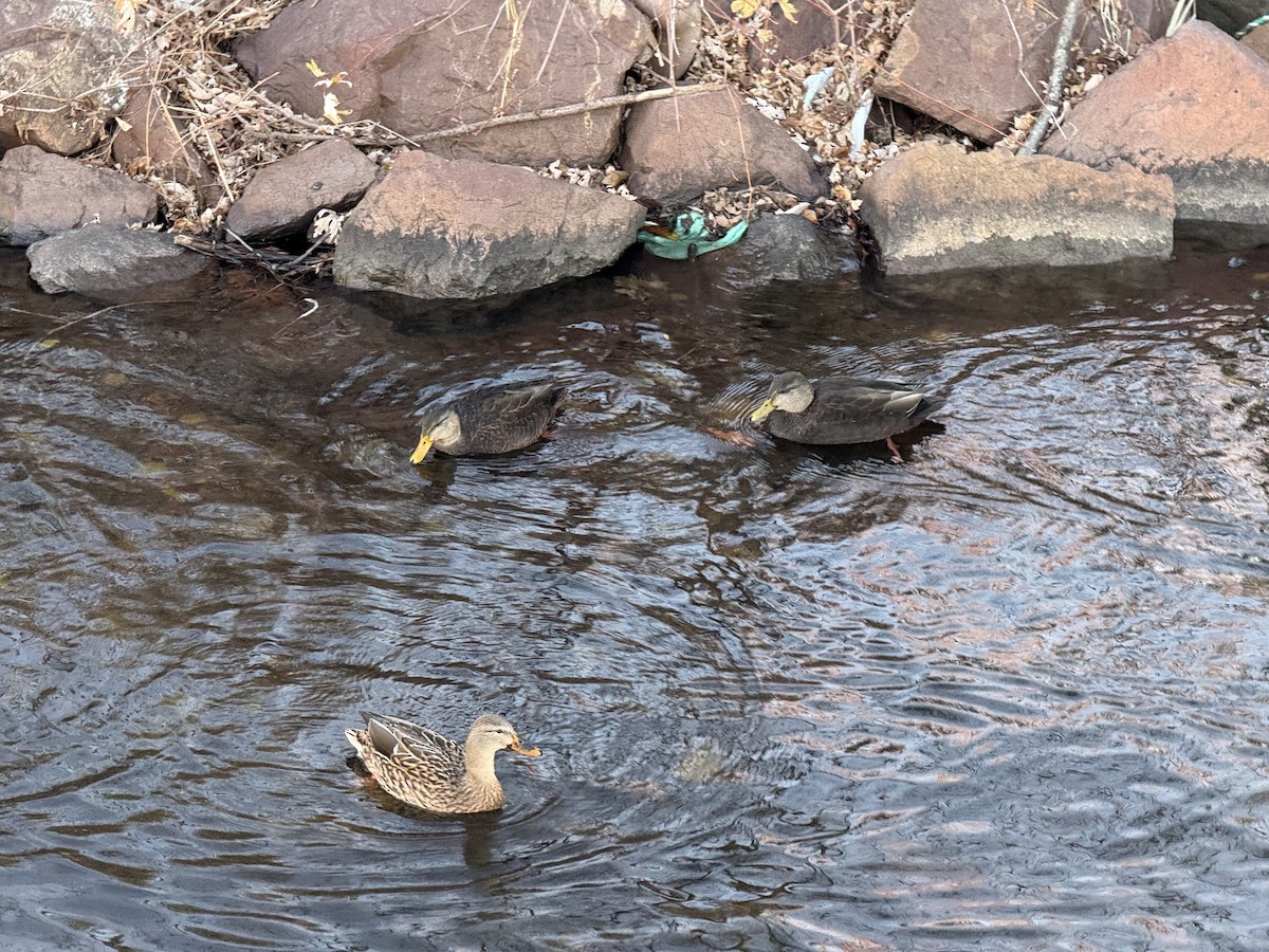 American Black Duck - ML645803641