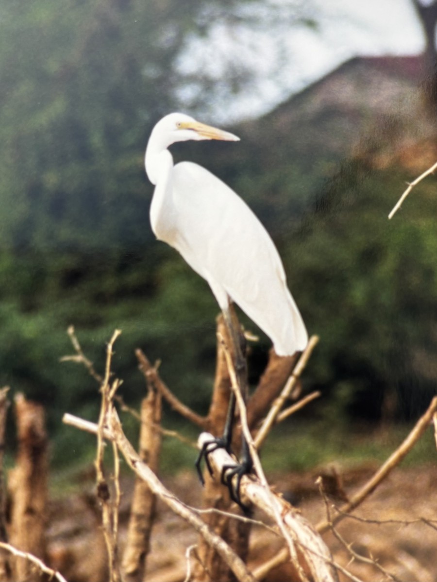 Garceta Grande - ML645803650