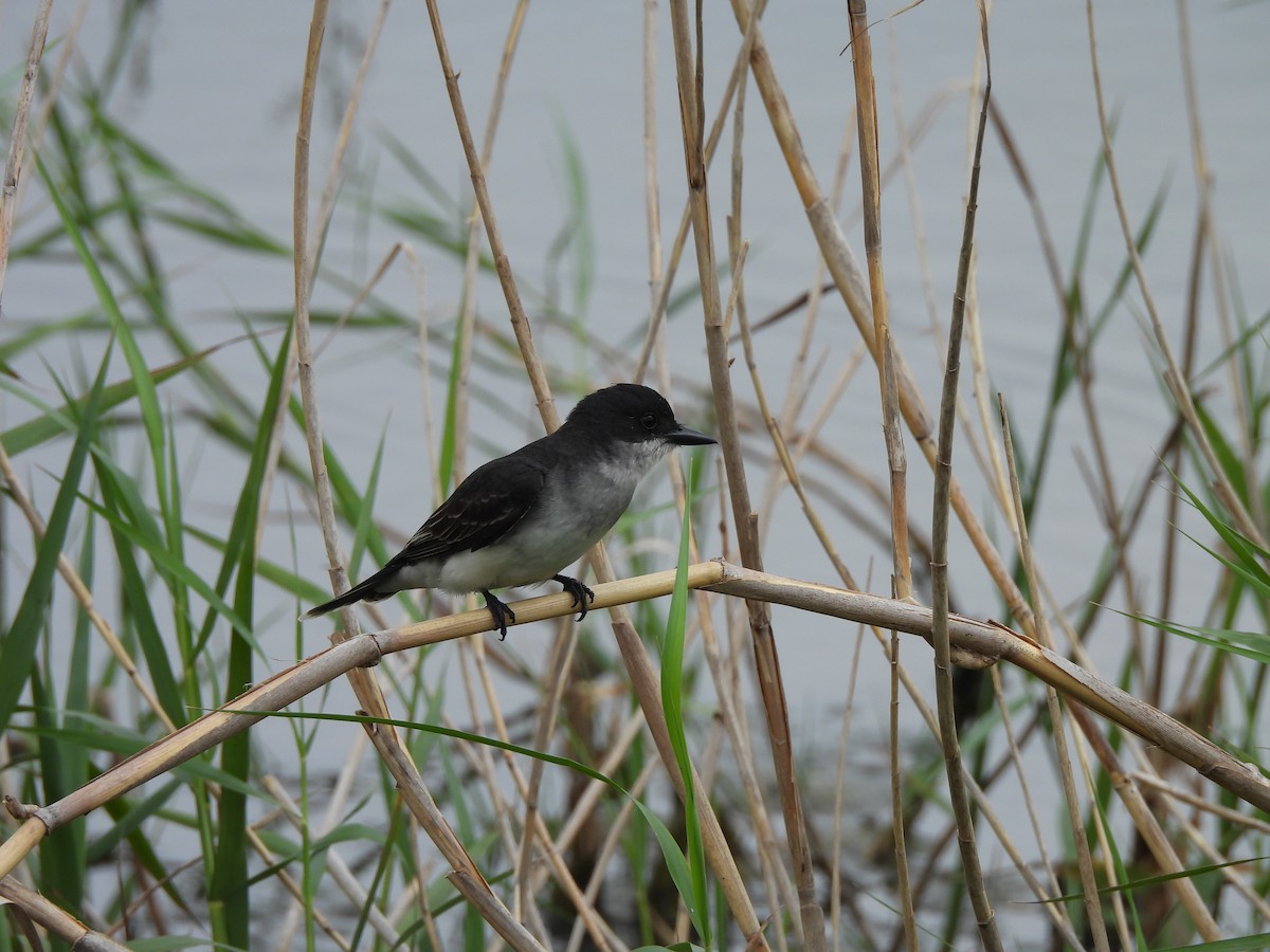 Tirano Oriental - ML645803654