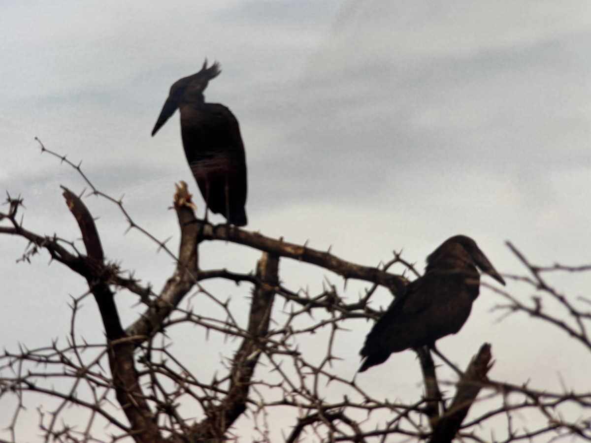 Hamerkop - ML645803657