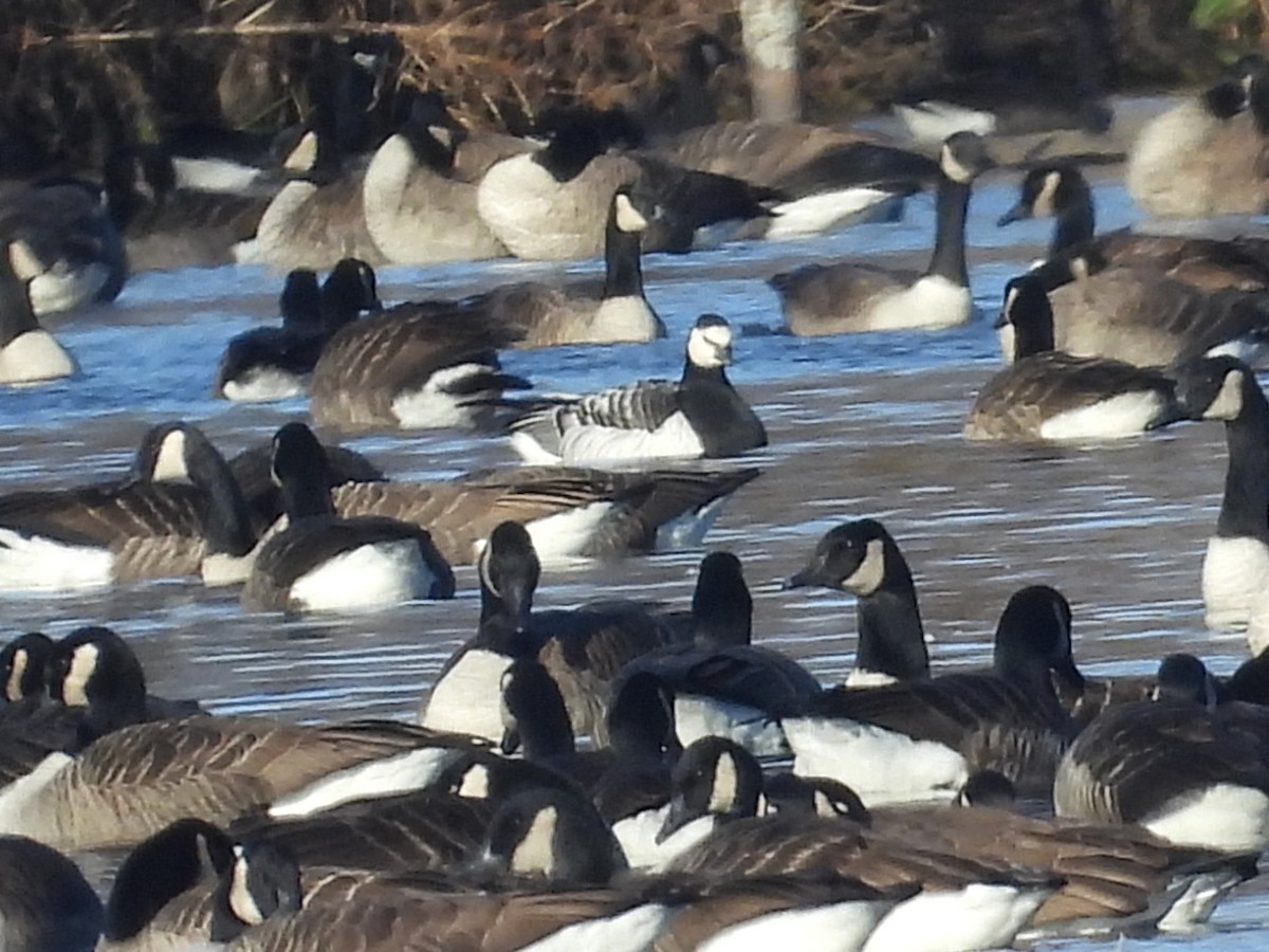 Barnacle Goose - ML645803662