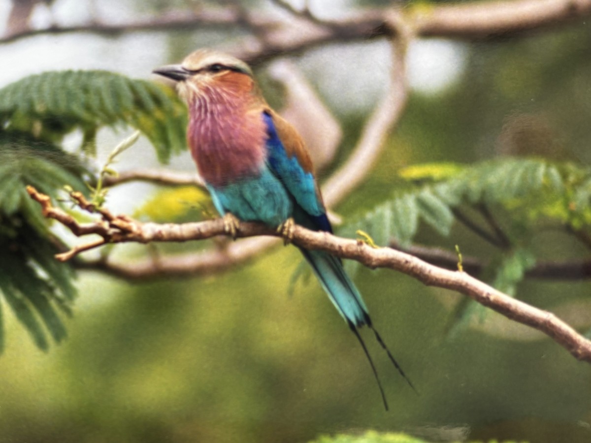 Lilac-breasted Roller - ML645803671