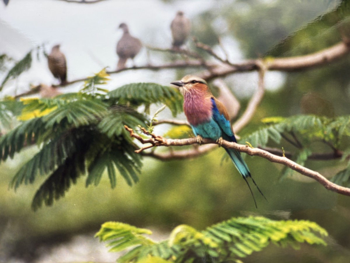 Lilac-breasted Roller - ML645803672