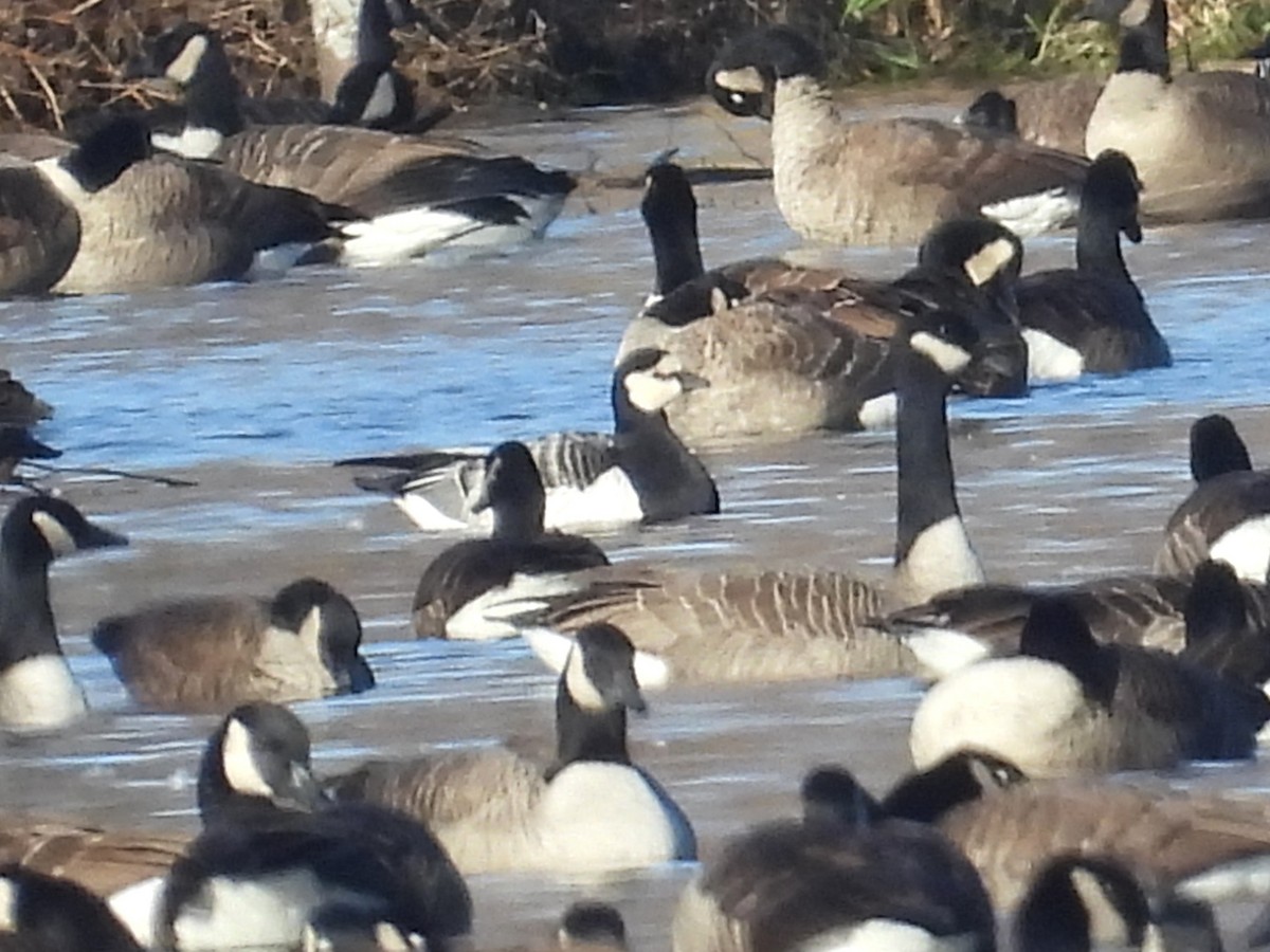 Barnacle Goose - ML645803673