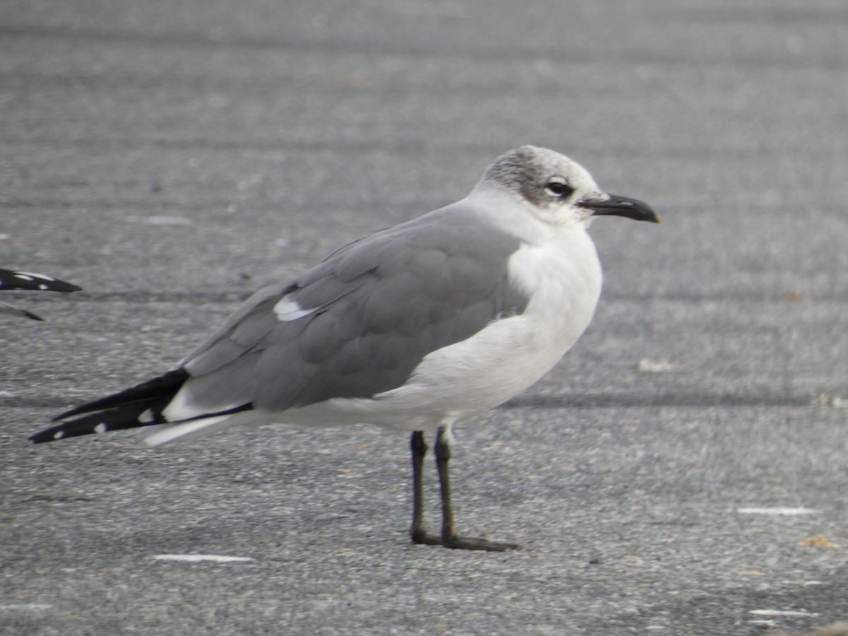 Laughing Gull - ML645803678