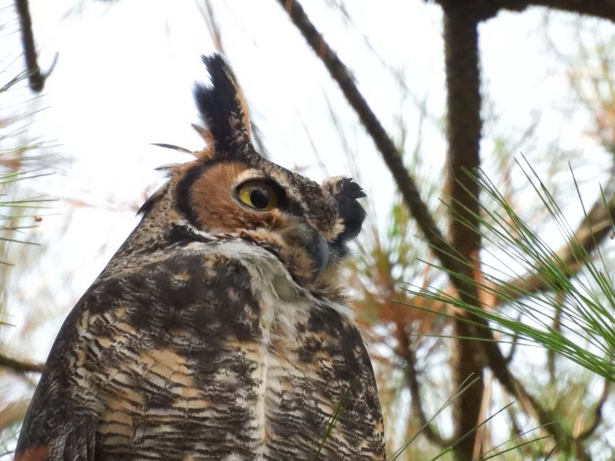Great Horned Owl - ML645803679