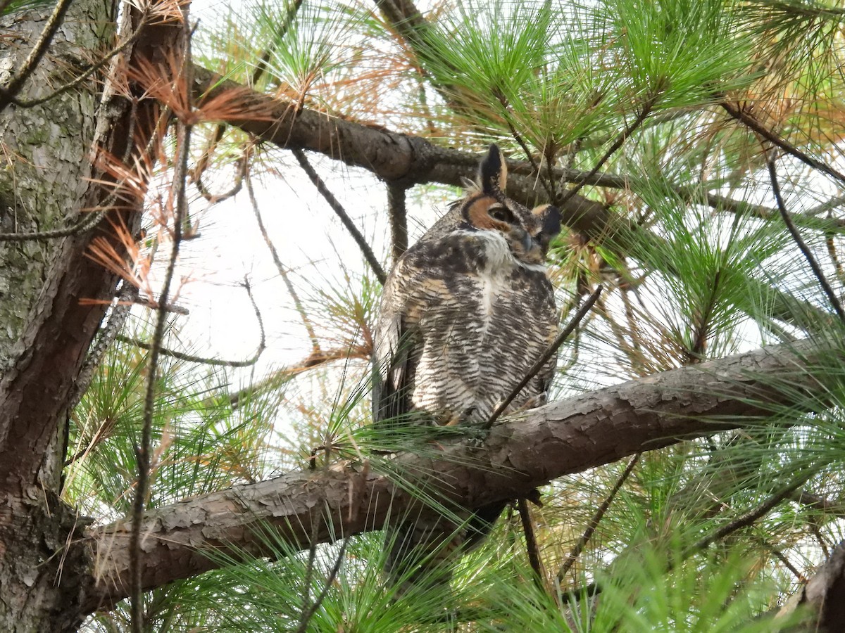 Great Horned Owl - ML645803680