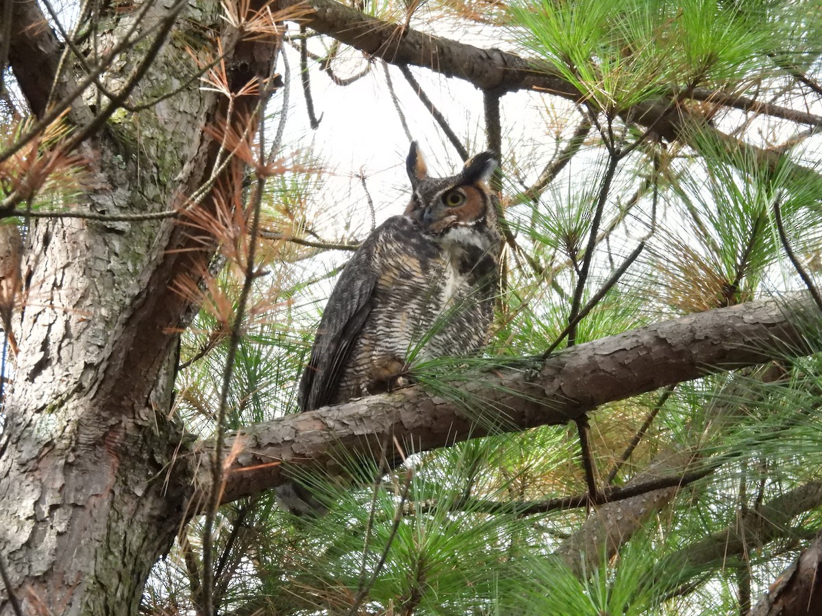 Great Horned Owl - ML645803683