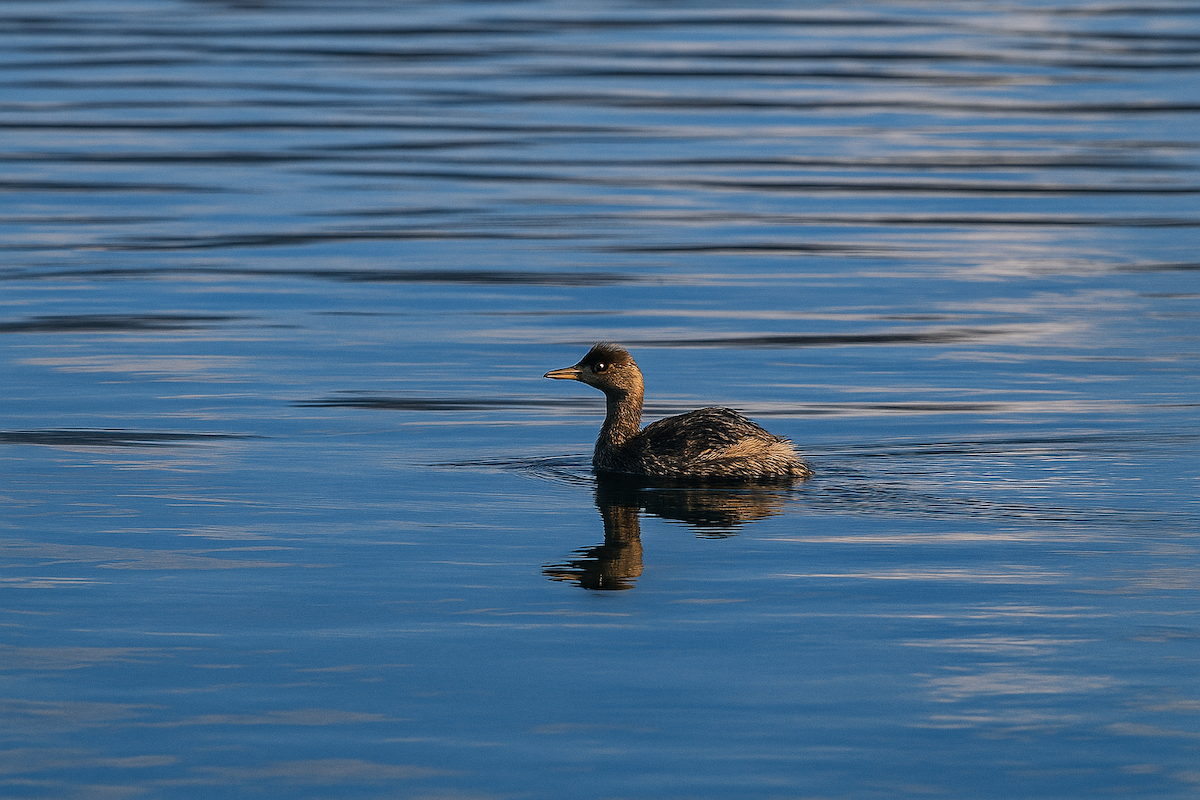 Pied-billed Grebe - ML645803686