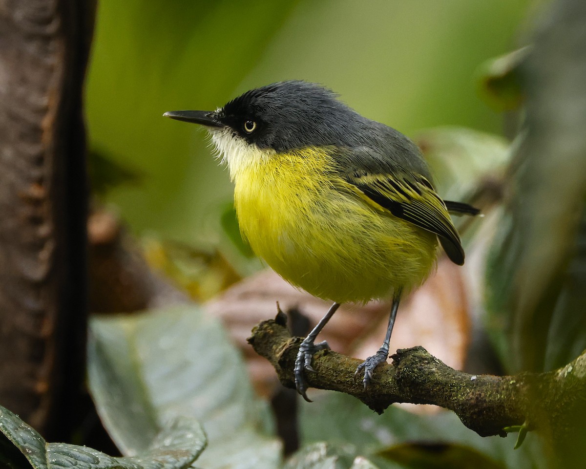 Common Tody-Flycatcher - ML645803689