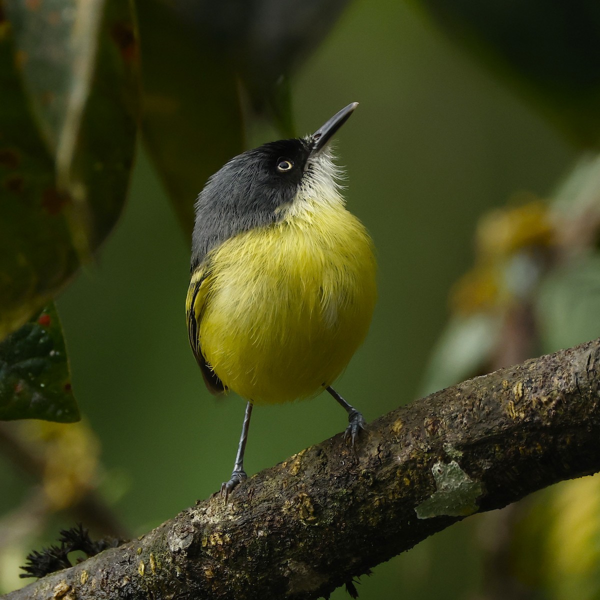Common Tody-Flycatcher - ML645803690