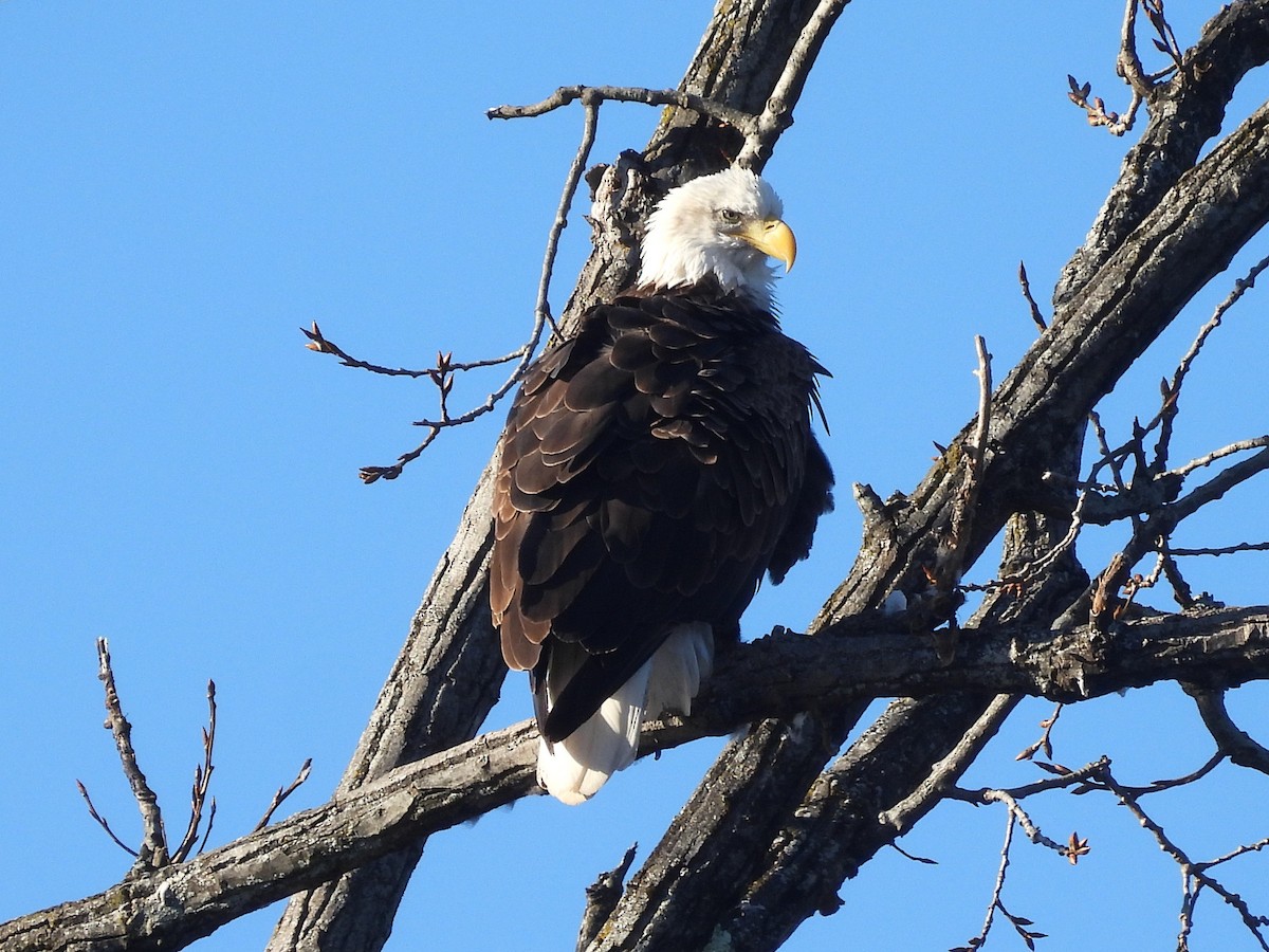 Bald Eagle - ML645803691