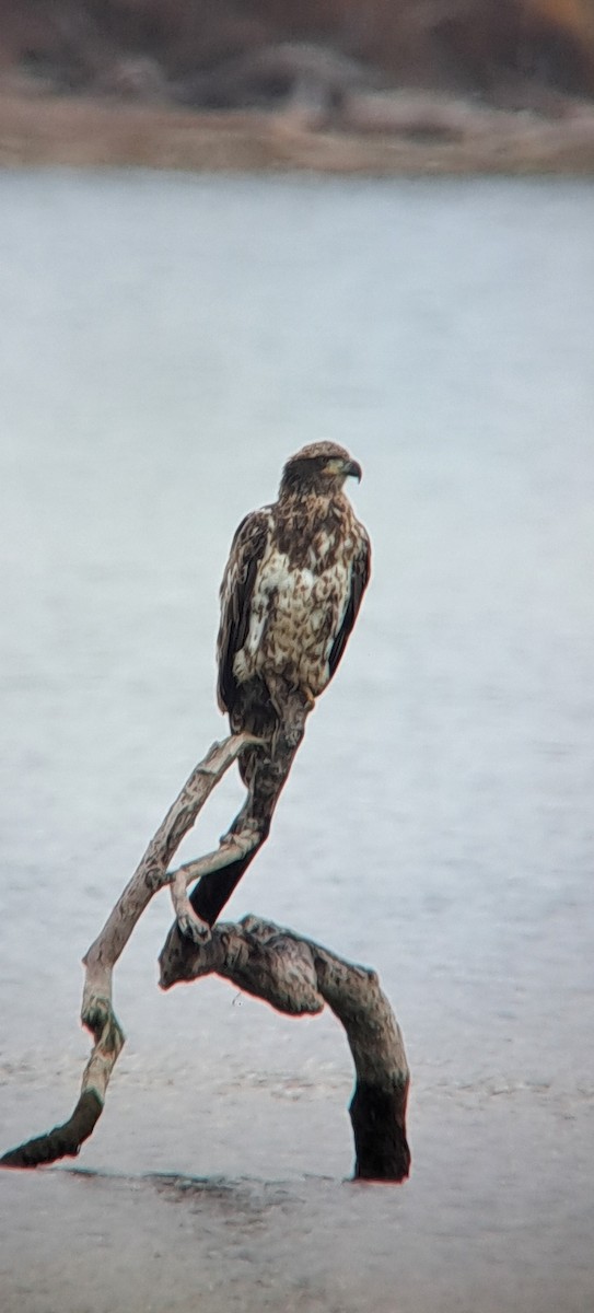 Bald Eagle - ML645803692