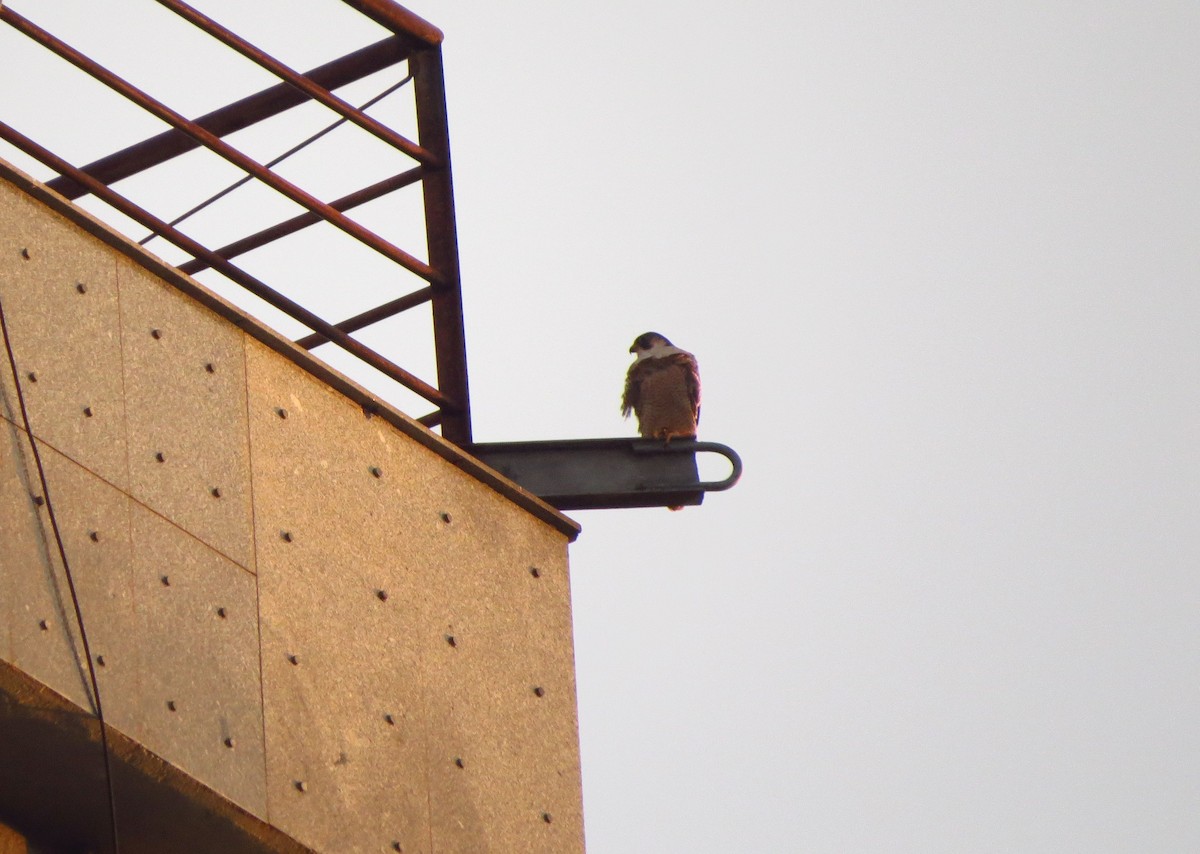 Peregrine Falcon - ML645803700