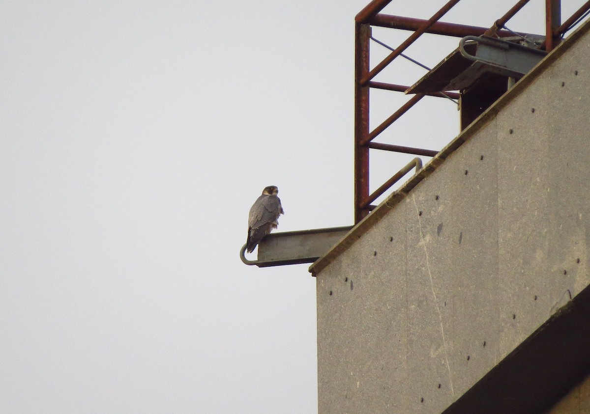 Peregrine Falcon - ML645803701