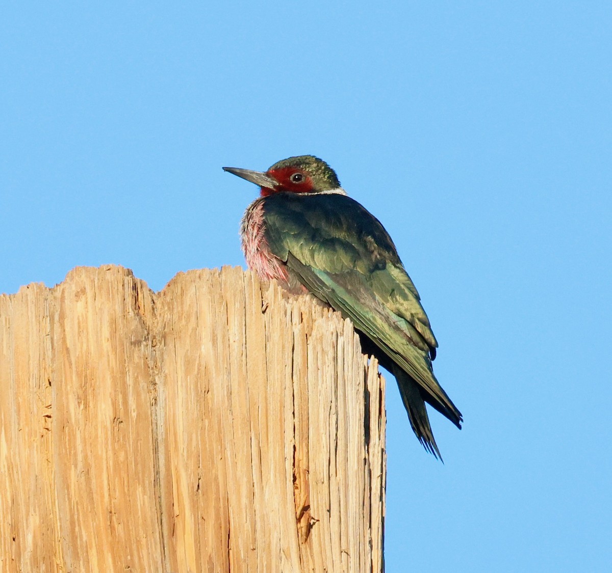 Blutgesichtspecht - ML645803702