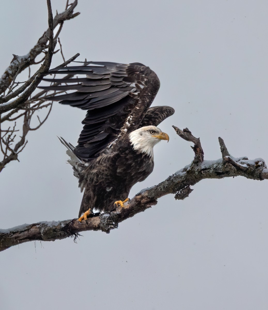 Pigargo Americano - ML645803706