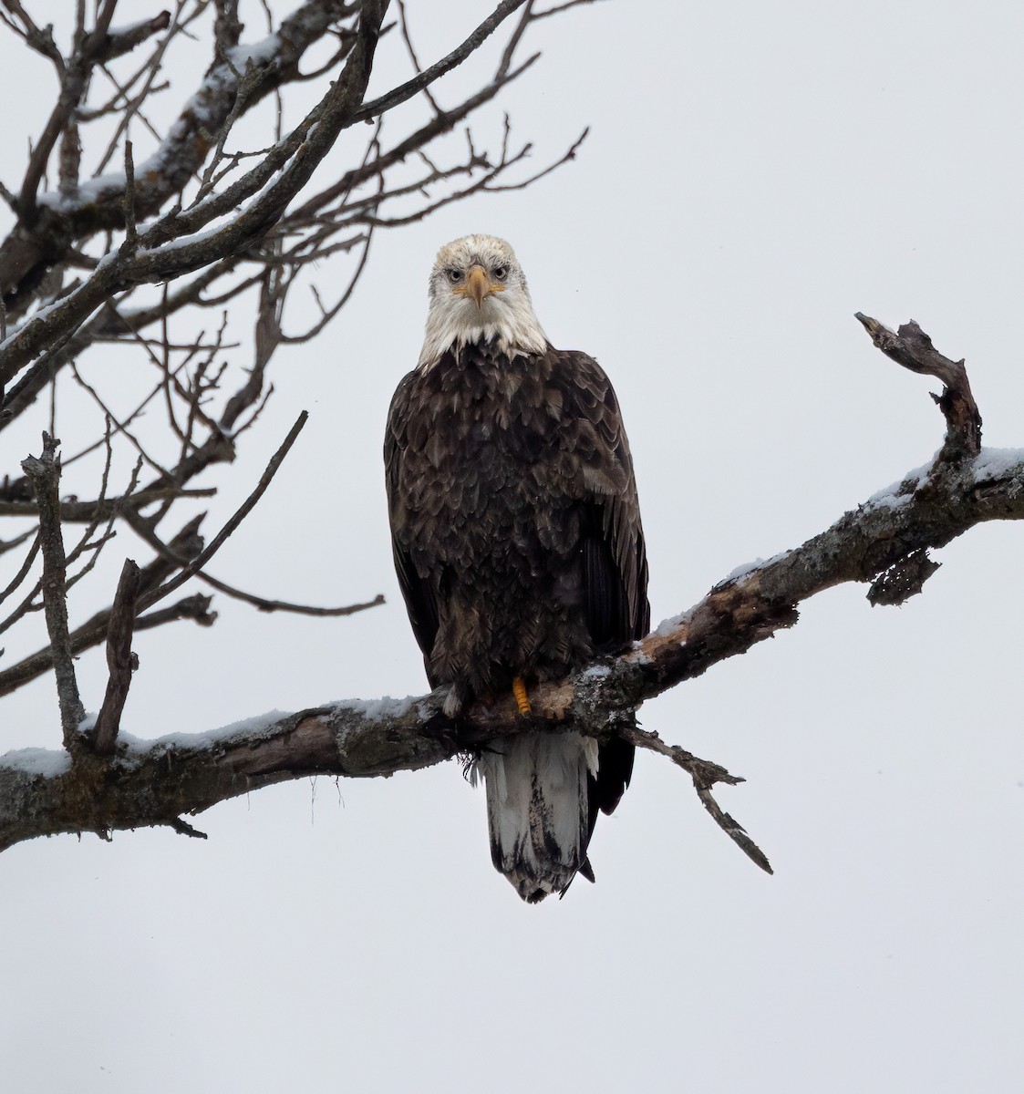 Pigargo Americano - ML645803707