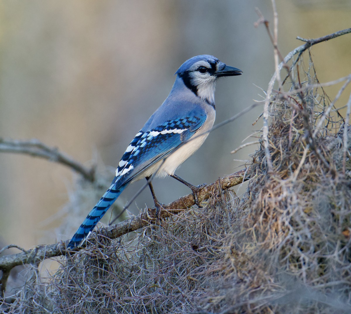 Blue Jay - ML645803711