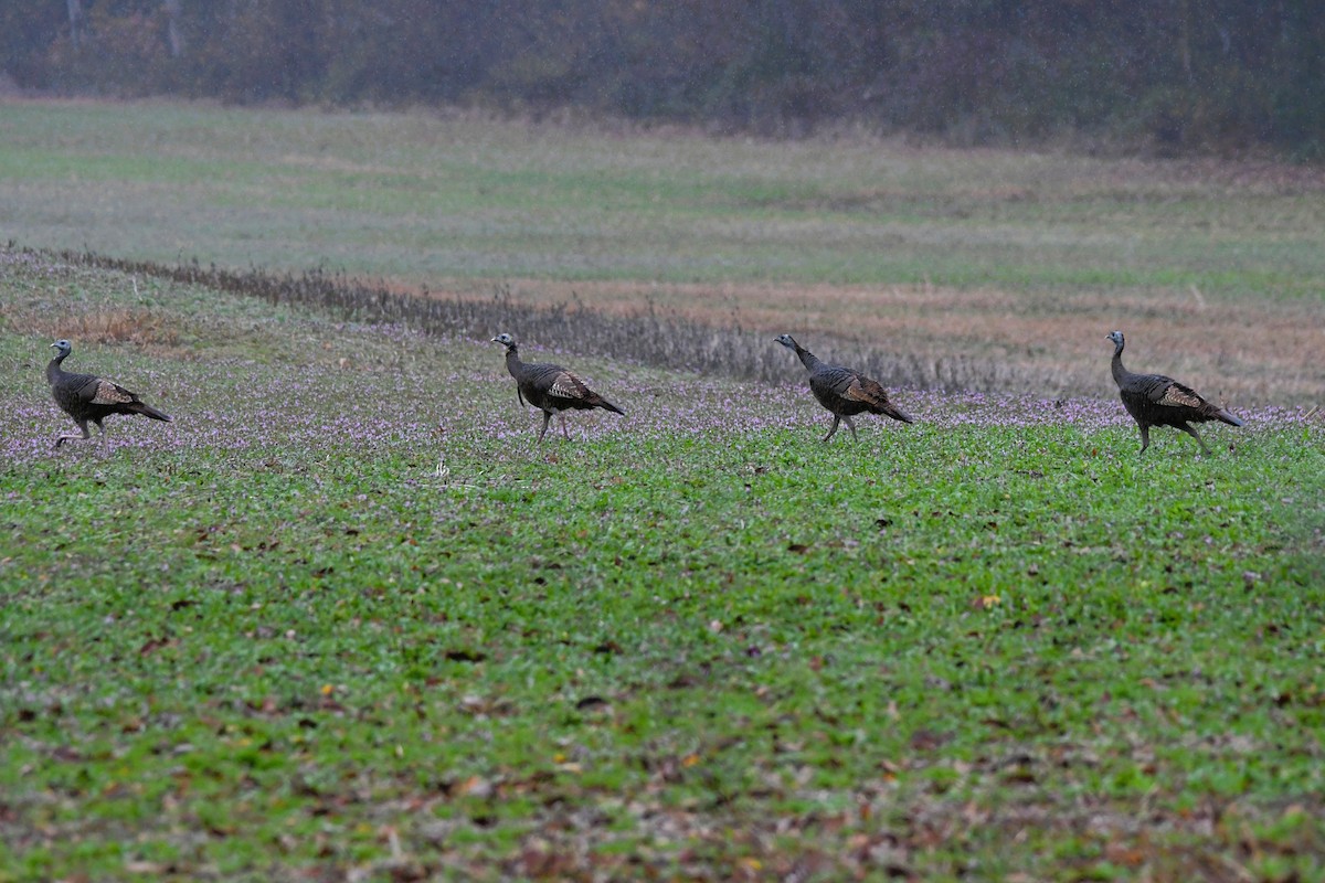 Wild Turkey - ML645803712