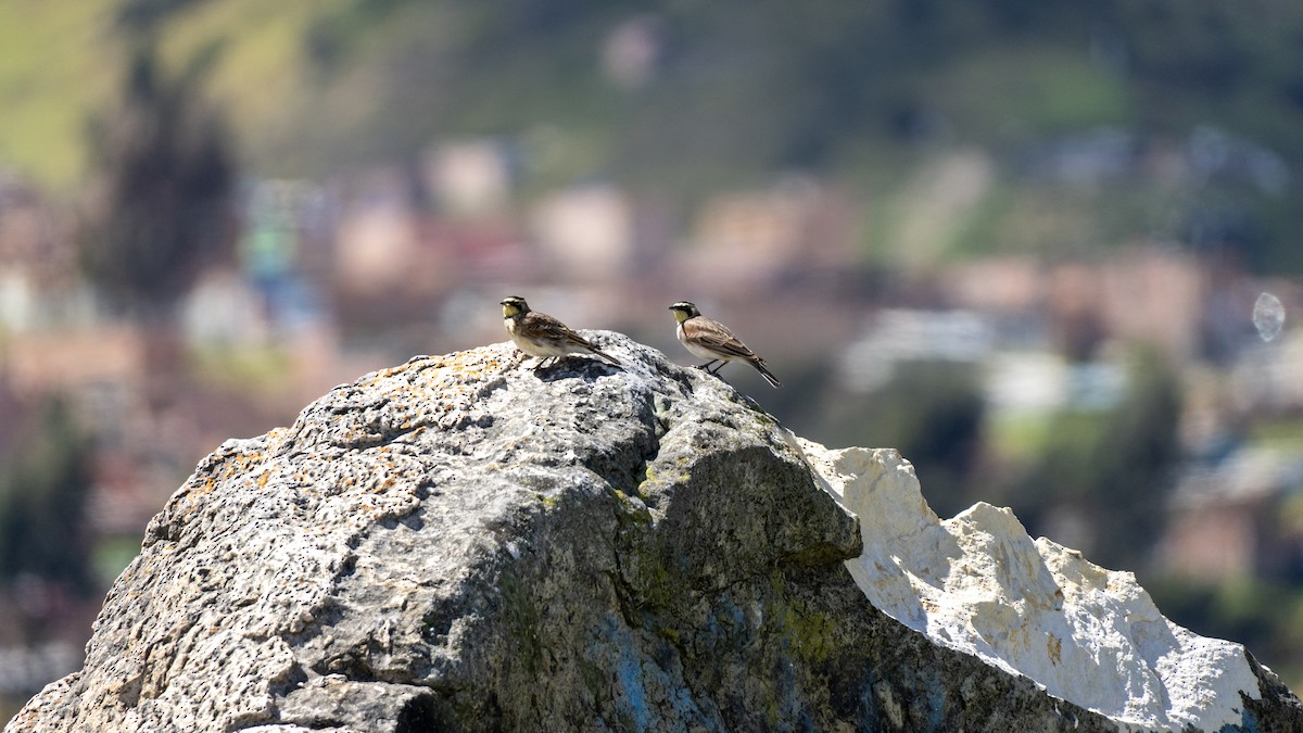 Horned Lark - ML645803722