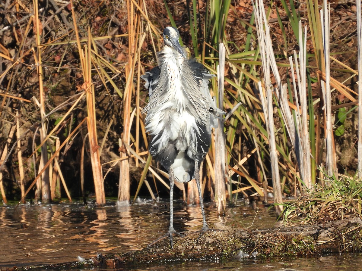 Great Blue Heron - ML645803725