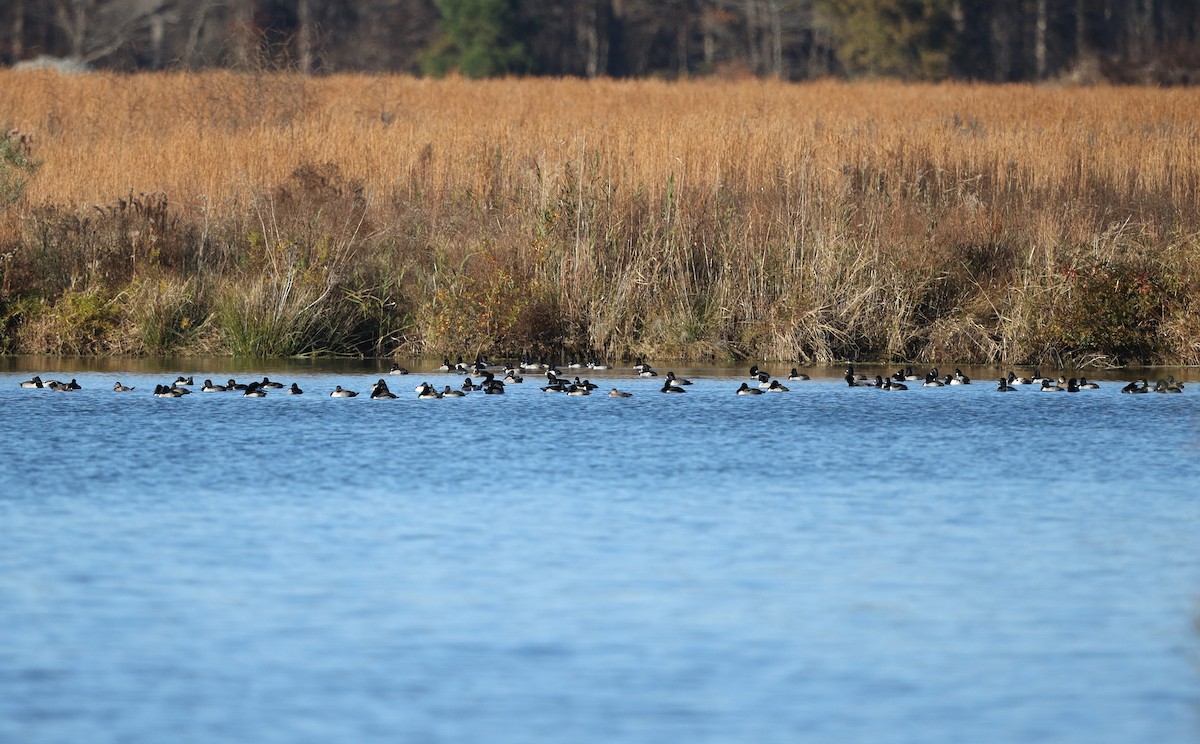 環頸潛鴨 - ML645803730