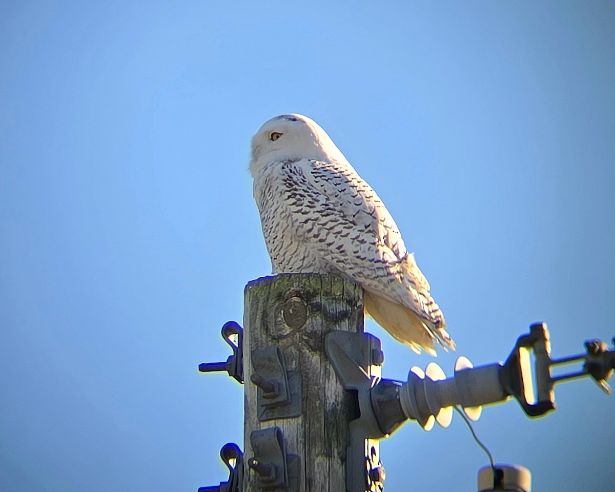 Snowy Owl - ML645803732