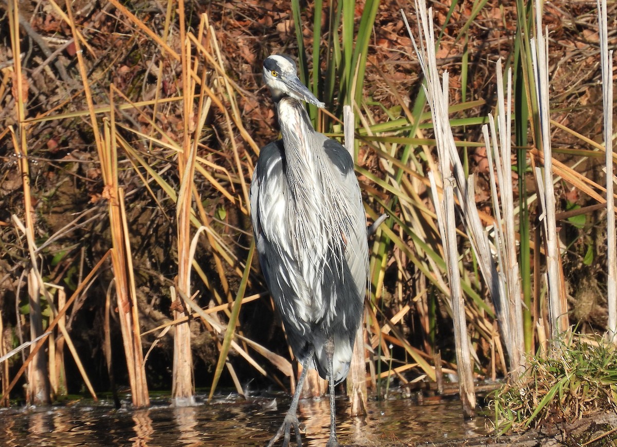 Great Blue Heron - ML645803735