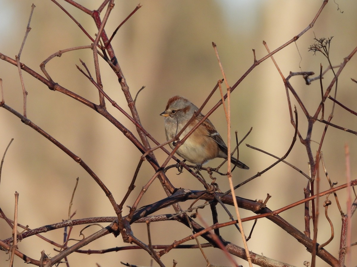 American Tree Sparrow - ML645803745