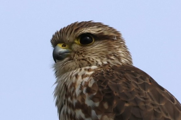 Merlin - ML645803746