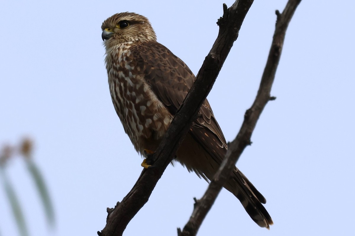 Merlin - ML645803747