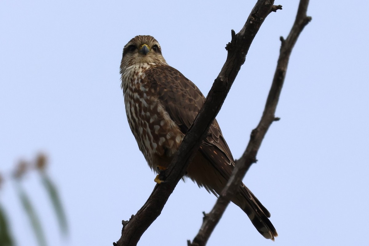 Merlin - ML645803748