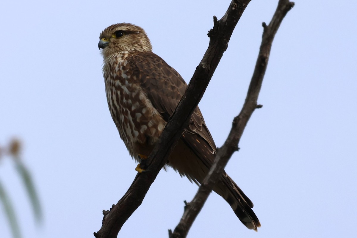 Merlin - ML645803749