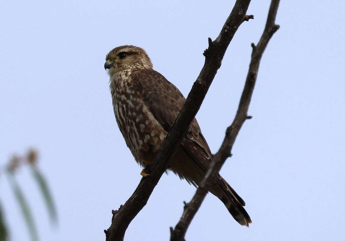 Merlin - ML645803750