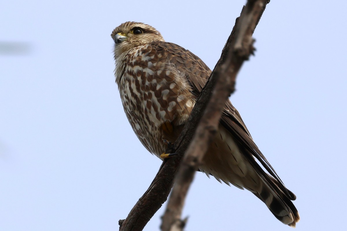 Merlin - ML645803751