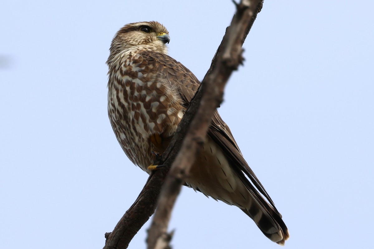 Merlin - ML645803752