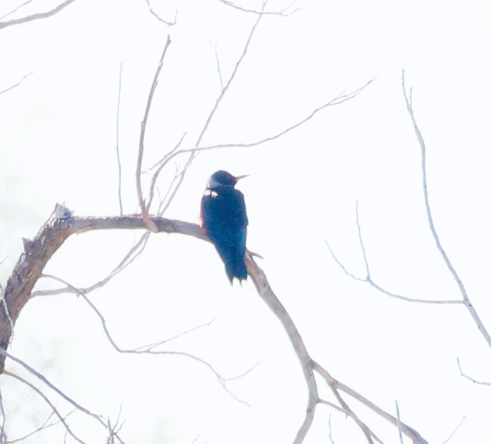 Blutgesichtspecht - ML645803753