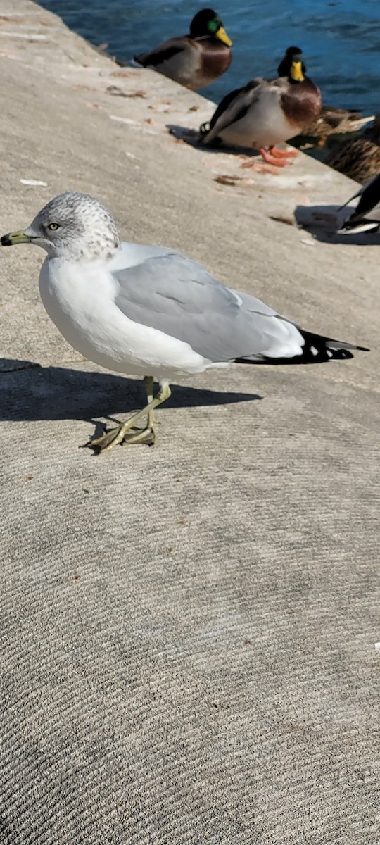 Ring-billed Gull - ML645803754