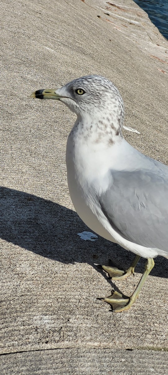 Ring-billed Gull - ML645803755