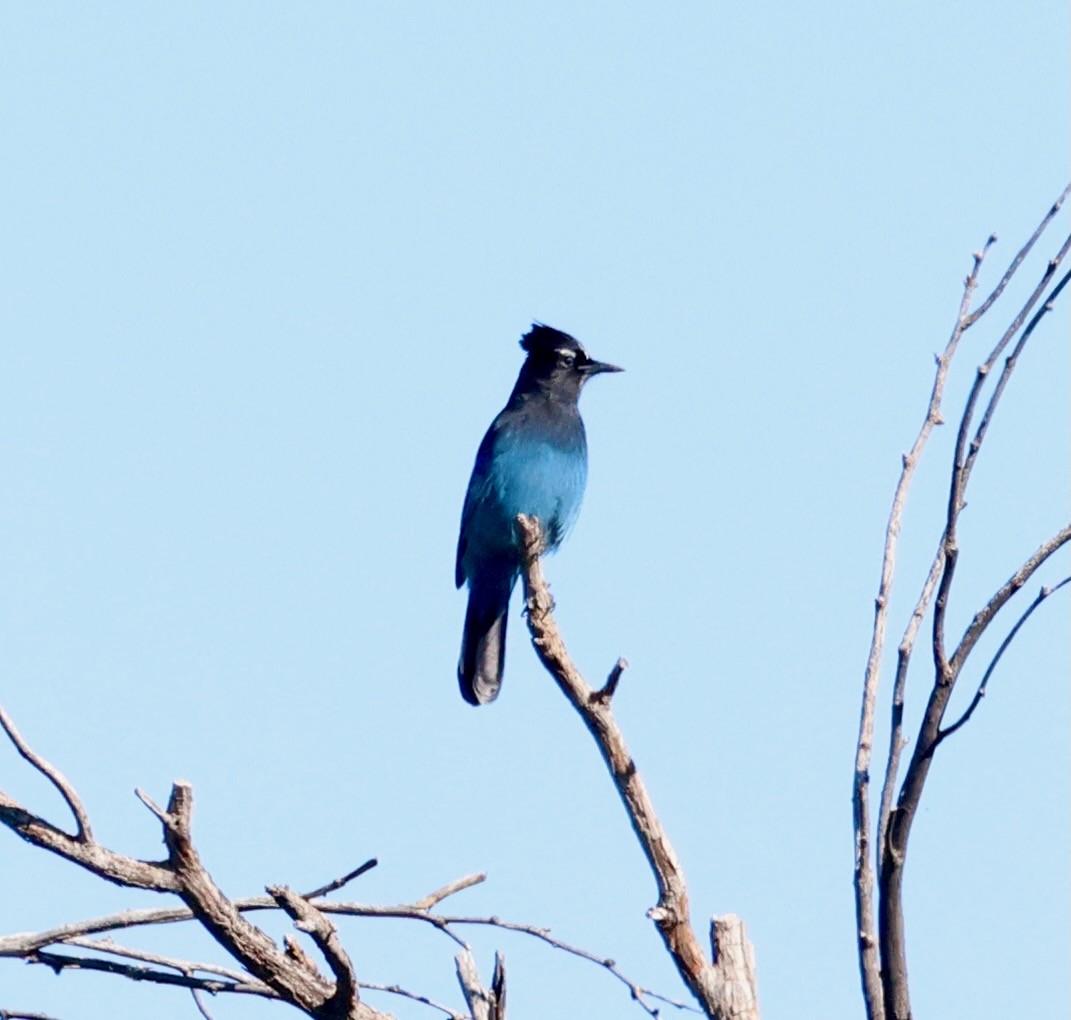 Steller's Jay - ML645803760
