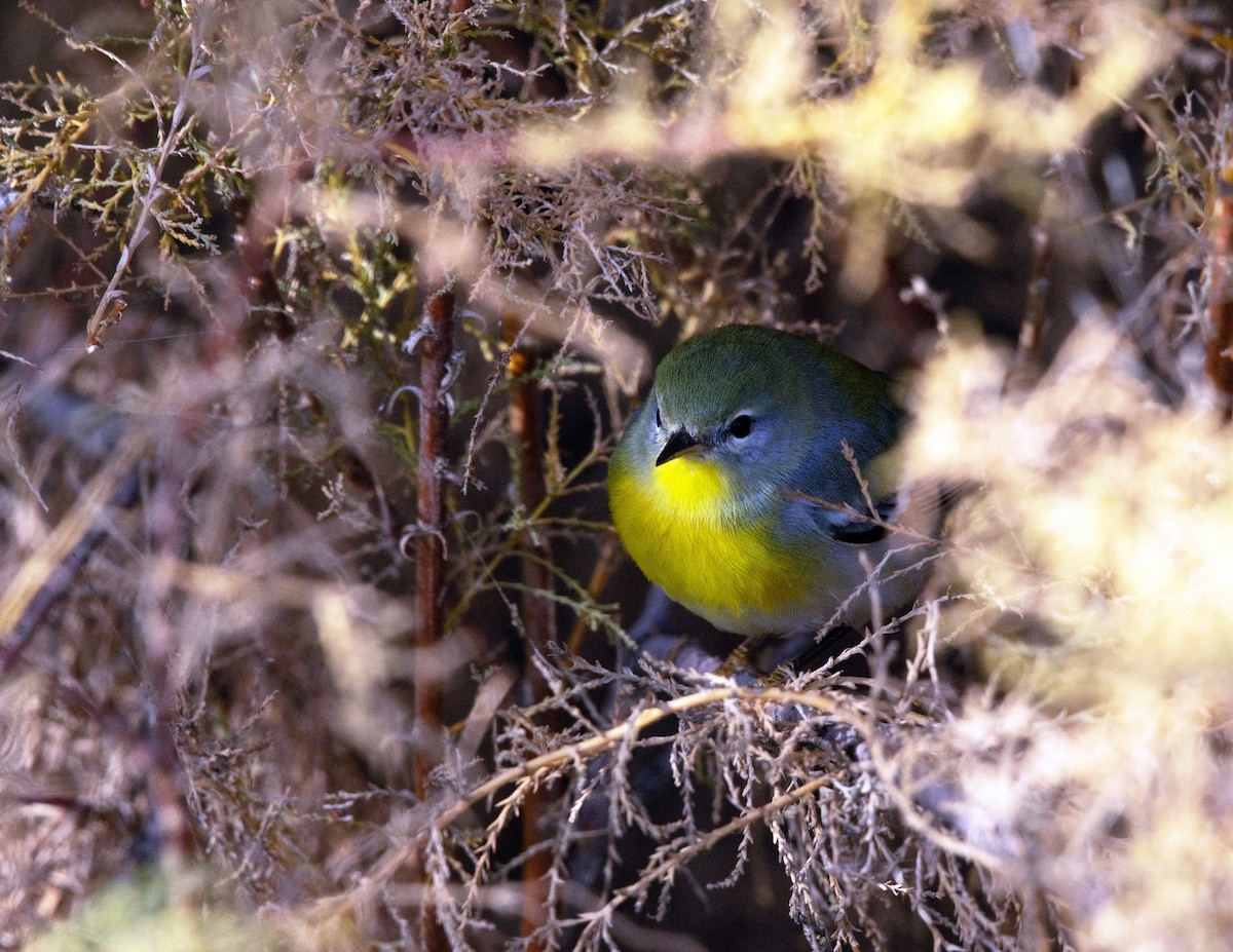 lesňáček lišejníkový - ML645803767