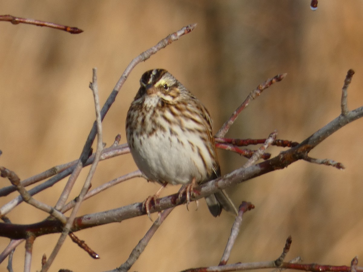 Savannah Sparrow - ML645803775