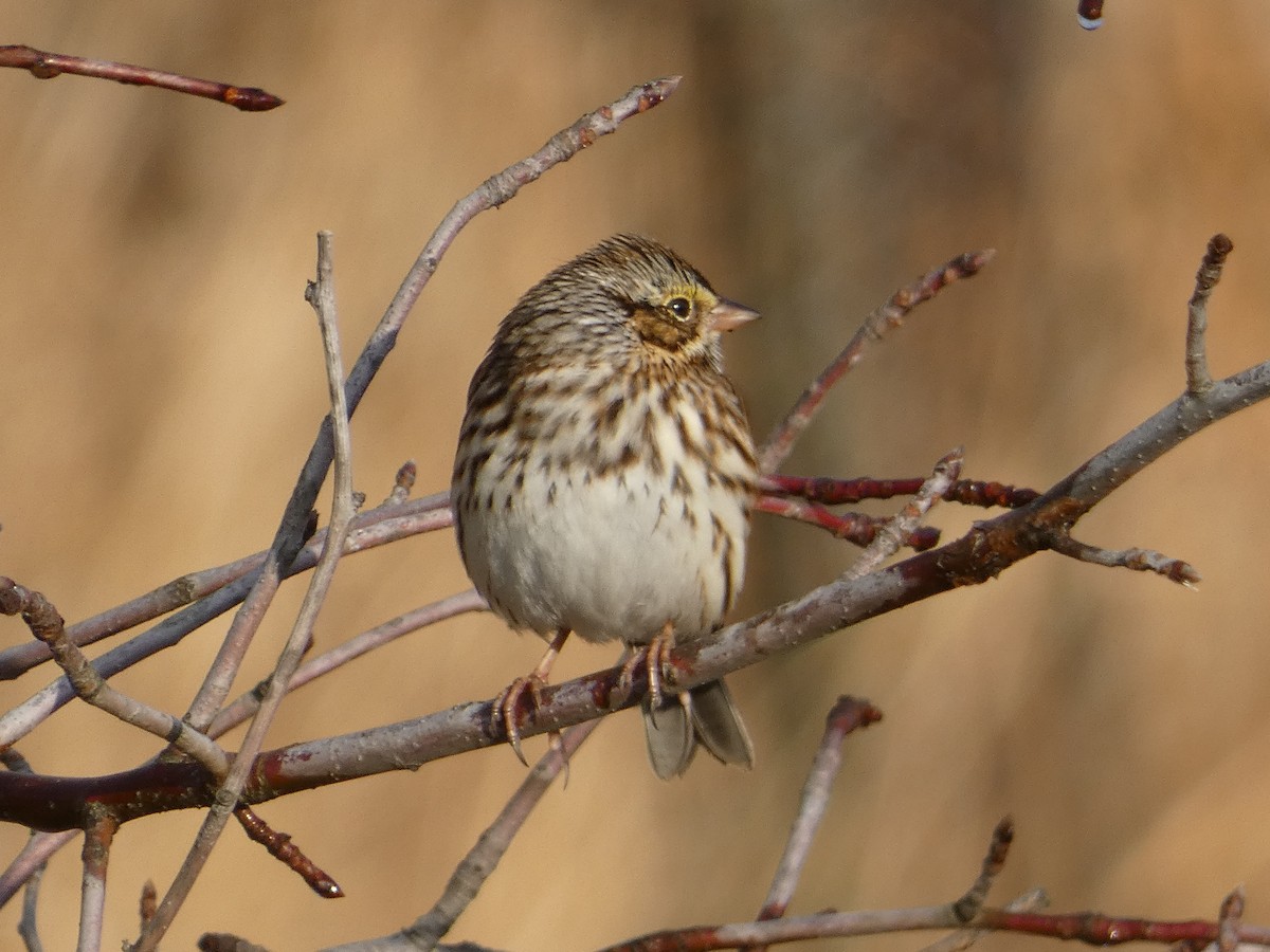 Savannah Sparrow - ML645803776