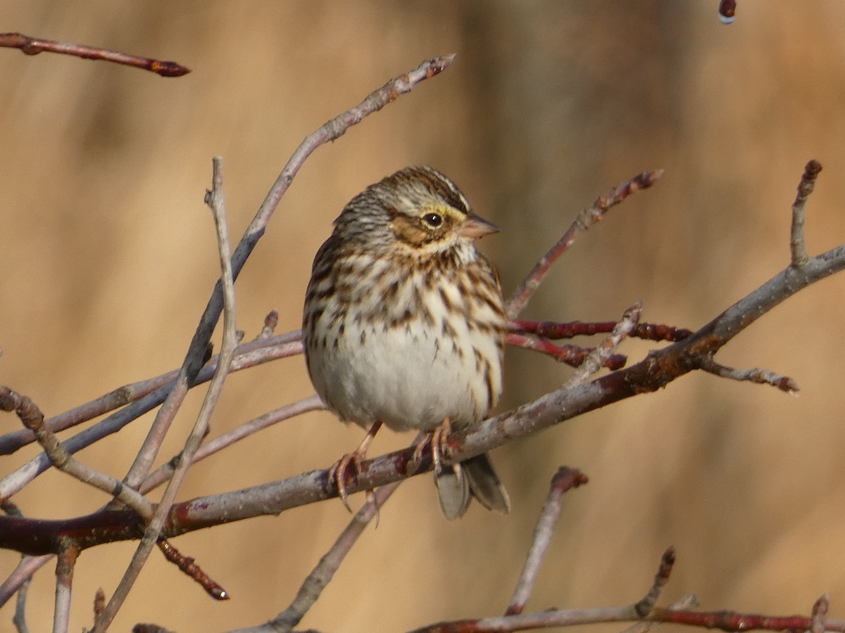 Savannah Sparrow - ML645803777