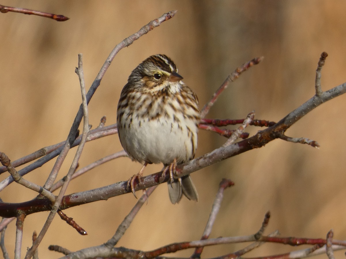 Savannah Sparrow - ML645803780