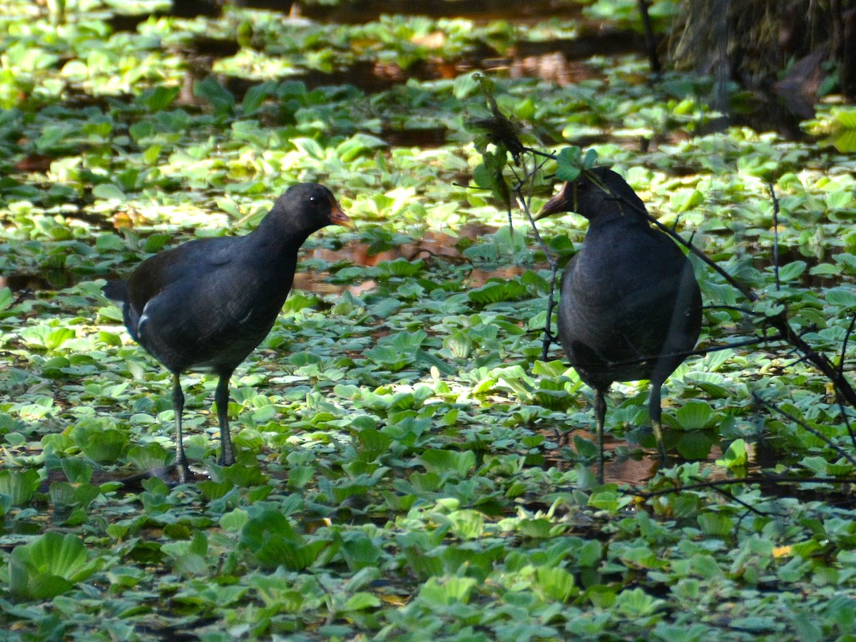 Common Gallinule - ML645803785