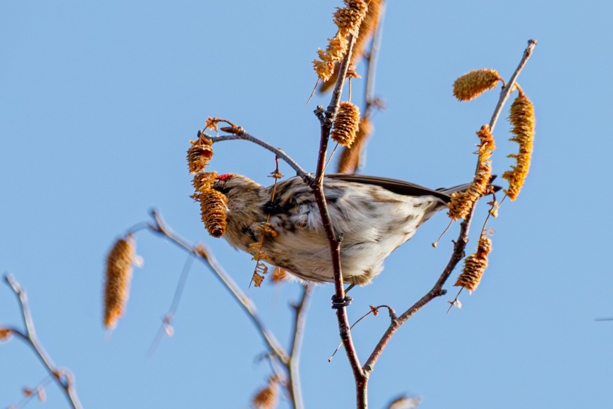 Redpoll - ML645803792