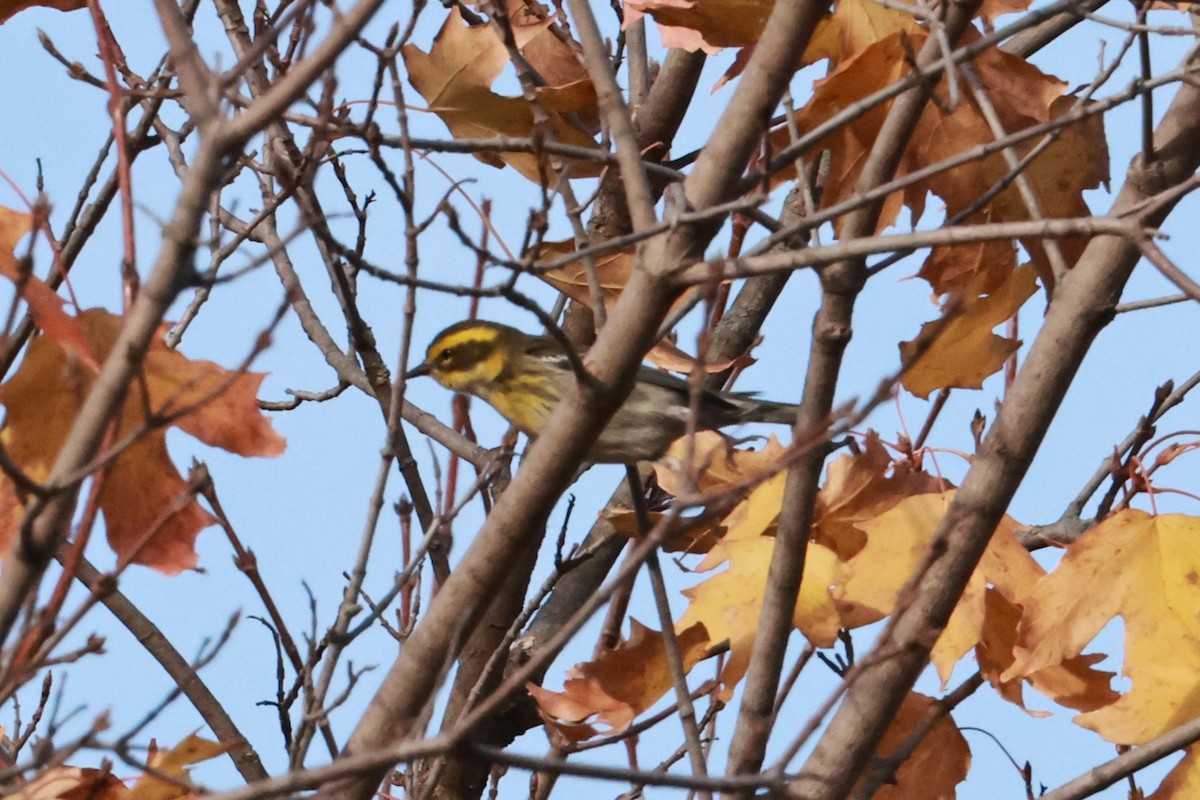 Townsend's Warbler - ML645803793